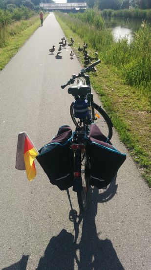 Inzwischen wieder in Rosenheim, hier am Mangfallkanal, läuft gerade eine Teilblockade meines Weges durch Federvieh ab, das sich faul von der noch nicht zu heißen, vormittäglichen Sonne bescheinen läßt und keine Anstalten machte, den kompletten Weg freizugeben - allerhand ! 
Konnte aber schließlich vorsichtig vorbeipassieren.