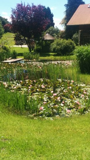 Seerosen-Teich-Idylle abseits vom Inn in der Nähe von Schambach. Übrigens geht's in diesem Bereich zwischen Wasserburg und kurz vor Gars am Inn über recht hügeliges, landwirtschaftlich genutztes Terrain mit vielen etwas unscheinbar gesetzten Wegweisern, die hohe Konzentration erfordern, um nicht den unpassenden Weg einzuschlagen. Und auf den abschüssigen Streckenteilen ist gut anzuraten, die Geschwindigkeit mäßig zu halten, da auch ab und zu unversehens ohne Warnschild die Wegoberfläche von asphaltiert auf Kies wechselt und dies auch noch in Kurvenlage. Da wennst nicht aufpasst, liegst flach !
Aber auch sonst wo, wenn man der Streckenbeschaffenheit nicht kundig ist, sollte man bei der Geschwindigkeit vorrangig Vorsicht walten lassen.
Nicht wer bremst verliert, sondern landet nicht im Straßengraben !!!