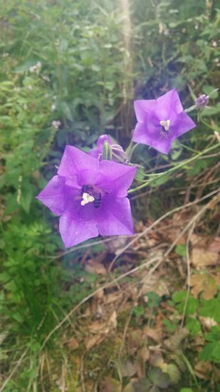 Bei genauer Betrachtung sieht man in der vorderen Blüte ein fleißiges Bienchen beim Werken.