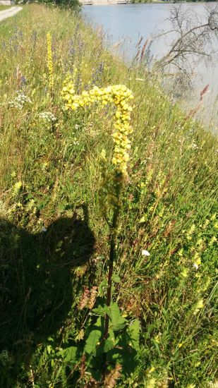 Kuriose Wuchsrichtung einer Königskerze:
Ab Bildmitte verläuft der Blütenstand senkrecht nach oben, dann waagerecht nach links und noch einmal ein kurzes Stück senkrecht nach oben - oder hab ich bzw. mein Handyobjektiv einen Knick in der Optik 
Oh nein - auch die Natur kennt (beinahe) rechte Winkel !