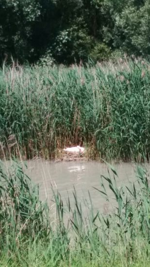 Im Schilfgürtel einer Innaue ist ein Schwan mit Brutpflege beschäftigt. Dieses bayerisch-oberösterreichische Gebiet hier am Unterlauf des Inns ist gleichbedeutend mit dem Naturschutzgebiet Unterer Inn, das eine Serie von Staustufen umfasst, die sich innerhalb eines guten halben Jahrhunderts zu einem Naturraum von weltweiter Geltung entwickelt haben.