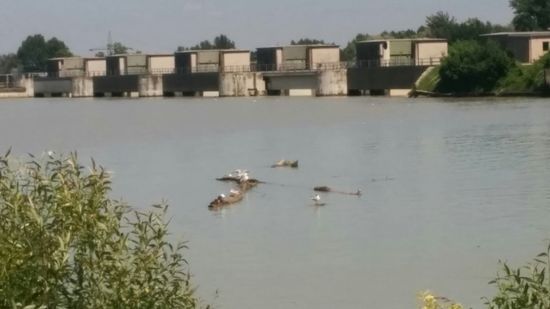 Das Kraftwerk Obernberg auf der Stauseite mit Wasservögeln im Vordergrund, die auf  Treibgut ausrasten.