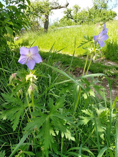 Mal wieder, wie bei meinen Reiseberichten ab 2014 üblich, wilde Kleinblümchen am Straßen- und Wegesrand zur Auflockerung.