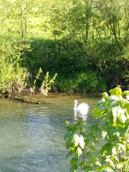 Schwanenidylle auf dem Neckar