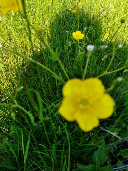 Da wurde mein eigener Schatten leider schärfer als die Flora.