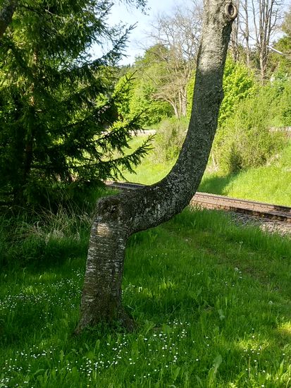 Kurz vor Tuttlingen eine etwas sonderliche Baumwuchsform