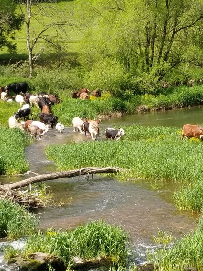 Eine Zebu-Herde durchquert die Donau an einer Furt. Erst weilten sie ruhig an der anderen Flussseite, plötzlich ging eine gemächlich los und die anderen folgten ihr.