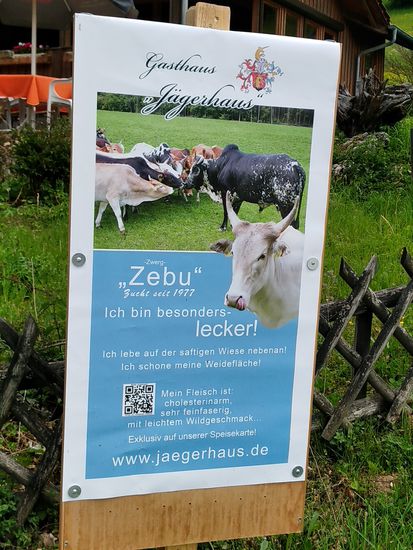 Zebus oder auch Buckelrinder stammen eigentlich aus dem Bereich des indischen Subkontinents. Hier in diesem Fall handelt es sich um eine Zwergzebu-Zucht. Der gerade anwesende Landwirt erklärte mir, daß sich seine Herde immer selbständig zwischen der Stallung und den Weideflächen hin und her bewege.
