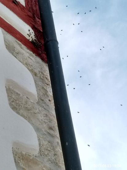 Bienenschwarm am Kloster Inzigkofen
