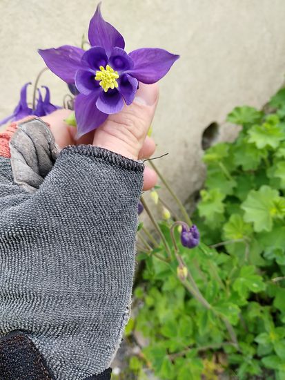 Ausnahmsweise mal keine wilde Flora vom Wegesrand. Hier eine vorsätzlich von Menschenhand im Klostergelände gepflanzte Schönheit.