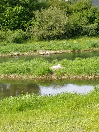 Schwanenidylle kurz vor Sigmaringen