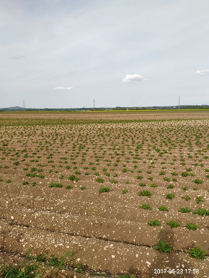 Was für ein Gegensatz hier und auf den folgenden Bildern zum Naturpark Obere Donau. Wir befinden uns auf der weiten und öde wirkenden Donauebene zwischen Mengen und Riedlingen in der Nähe von Ertingen. Als ich anhielt und mich mal um die eigene Achse drehte, bekam ich so etwas wie ein frustrierendes Verlorenheitsgefühl zu verspüren. Nur zu gut, daß die Ortschaft Riedlingen immer mehr nahte.