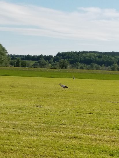 Storch und (im Hintergrund) Graureiher auf der Nahrungssuche in Form von Mäusen etc.