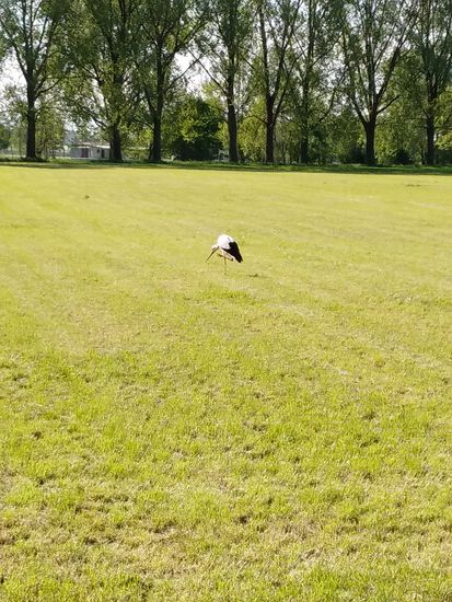 Wenn's am Kopf juckt, gibt's eine kurze Krauleinlage auf einem Bein stehend.