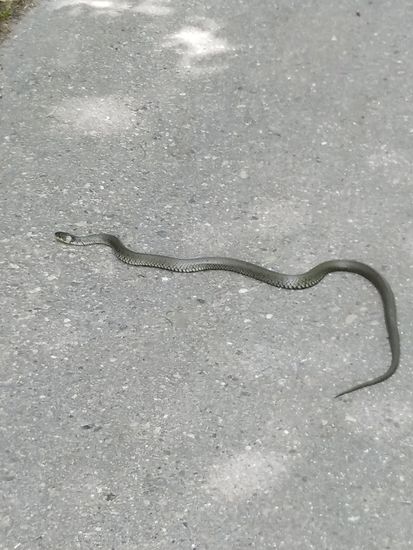 Kurz vor Obermarchtal störte ich eine stattliche Ringelnatter bei ihrem Sonnenbad auf meinem Fahrweg. Aber anstatt mich lautstark anzuzischen und nach mir zu schnappen, wie mir schon mal vor vielen Jahren in meiner Heimat geschehen, verdrückte sie sich grußlos schlängelnd ins angrenzende Dickicht.