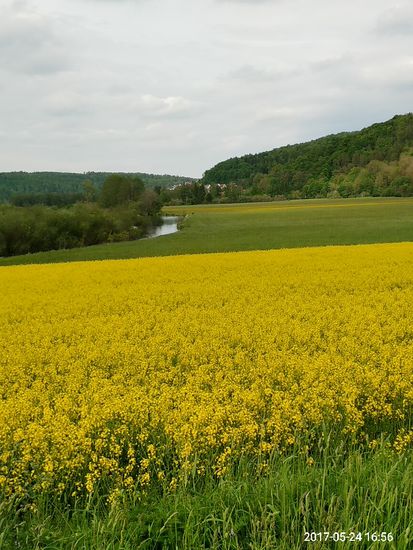Am Fluß Blau geht's ganz gelb auf. Der Blautopf wurde somit verlassen und es geht weiter in Richtung Ulm.