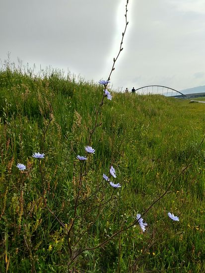 Endlich mal Blümekens zur Berichts-Auflockerung... (der helle Bereich um den oberen Teil des Zweigs war nicht gewollt und die Entstehung kann ich mir auch nicht erklären - es ist auf jeden Fall kein Blitz oder Wolkenauflockerung.