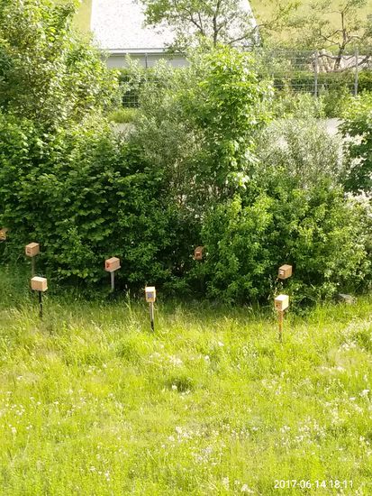 Bienenhäuschen im Garten.
