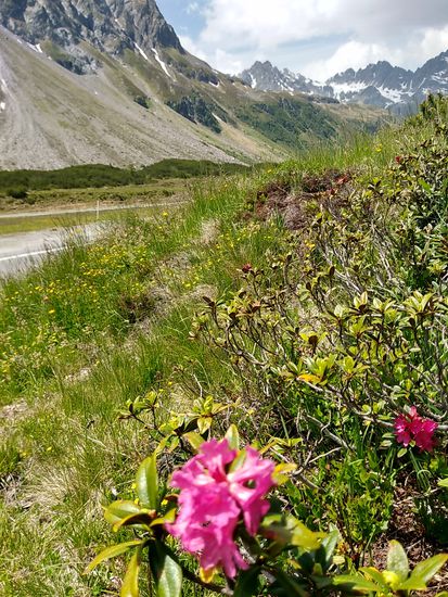 Blümchen in Form von Alpenrosen auf etwa 2000 m Höhe.