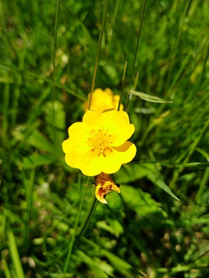 Auch eine Art Hahnenfuß ist in Nachbarschaft zu den Alpenrosen.