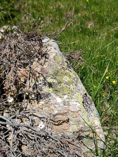 Flechten auf Felsbrocken.