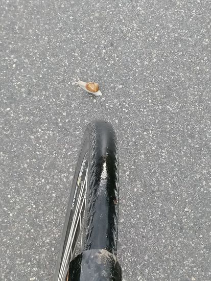 An den verhüllten Packtaschen im vorigen Bild, an der spiegelnden Reifenoberfläche und der feuchtigkeitsliebenden Weinbergschnecke, der ich ihre Rechts-vor-Links-Vorfahrt gewährte, läßt sich erkennen, daß der nächtliche Regen noch nicht abgeklungen war. Bis Nassereith am Anstieg zum Fernpass gab es mehrere kurze Regenschauer, die einige nervige Wechsel der Regenschutzkleidung nötigten.
