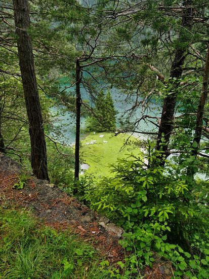 Ein etwas verwachsener Blick vom Schotterweg hinunter zum Fernsteinsee.