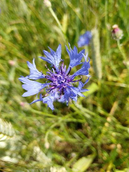 Kornblume blau im Getreidefeld.