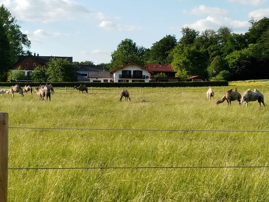 Bei der Ortschaft Grub in der Gemeinde Valley passiere ich noch mehrere "Wüstenschiffe" in Form von Kamelen, da hier die "Bayern Kamele" ansässig sind, auf deren Rücken man die Umgebung hier im Oberland erkunden kann.
Von hier aus sind es nur noch wenige km zu mir nach Hause, so daß dieses leicht orientalisch-afrikanische angehauchte Bild den optischen Schlußpunkt dieser Radferntour darstellt.