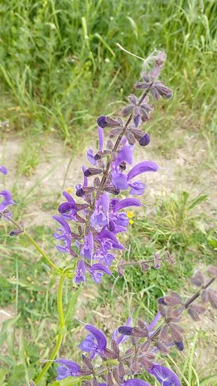 Natürlich hab ich auch diesmal nicht vergessen, die Wildflora am Straßen- und Wegesrand festzuhalten und als auflockernde Komponente gelegentlich in den Bericht einzubauen.