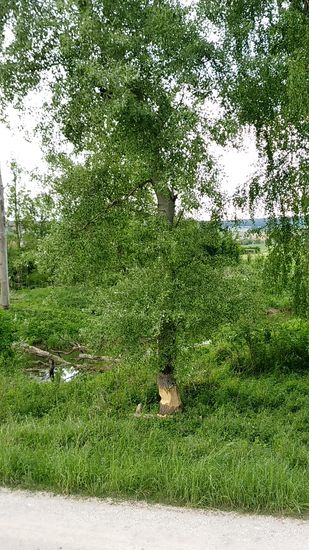Hoffentlich fällt des Bibers Werk nicht auf den Radweg...