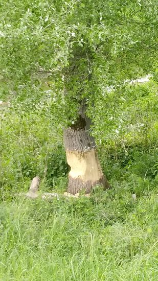 ... aber erst muß er noch etwas kräftig weiterschälen.