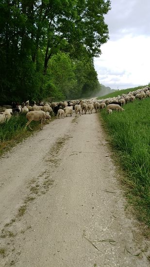 Nichts geht mehr - Vollblockade durch eine Schafsherde ! Könnte noch etwas dauern. Aber eine Unterkunft nach wenigen km von hier hatte ich mir gegenüber der Lechmündung schon nach Kartenstudium am Handy und telefonischer Anfrage gesichert.
Und nach vorsichtigen Heranschiebens des Rades gewährte mir die Schafsherde ein großzügiges Spalier zum Passieren. Määäähhh...