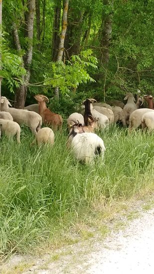 Die niedrig hängenden Blätter müssen eine Delikatesse gewesen sein, so wie die Truppe daran speiste.