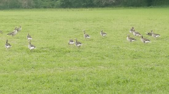 Wildgänse in der Nähe der Staustufe Ingolstadt.