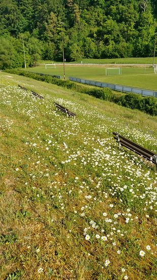 Blütenpracht am Donaudamm.