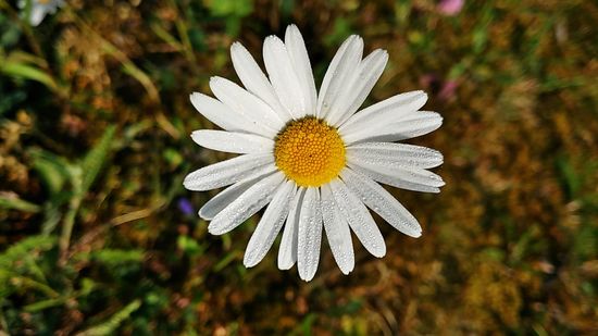 Auf den Blütenblättern sieht man die noch vorhandenen Tautropfen.