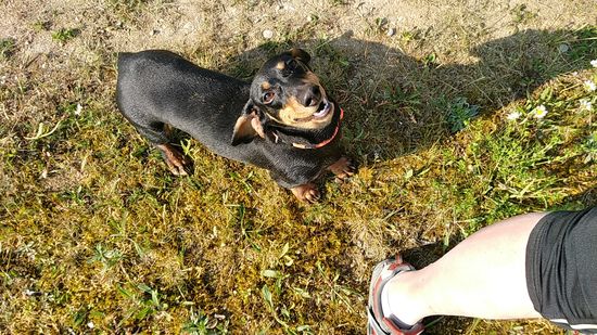 Während der Blumenfotografie begrüßt mich vollends gutmütig-stürmisch die Dackelhündin Vicky, die mit Herrchen und Frauchen auf Gassi-Tour war.
