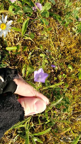 Noch ein im Wind etwas unruhig wiegendes Blümchen mit der linken Hand fixiert und weiter geht die Reise.