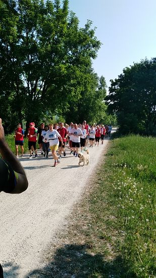 Tja, nicht nur Schafe am Donaudamm können den Weg versperren bzw. einengen. 
Aber ich habe auch Verständnis für einen Volkslauf !