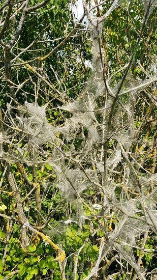 Vorerst noch ungeklärt, eine Art Überzug wie feine Spinnweben.