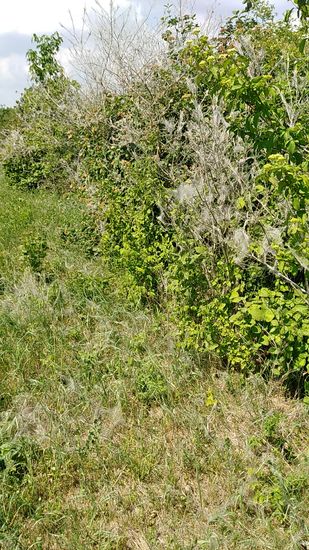 Sogar der Boden ist versponnen.
