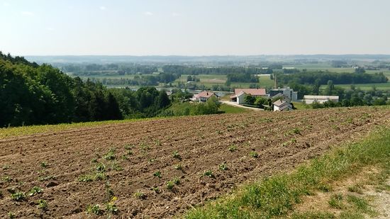 Kurzer Blick hinunter zur Donau, die hinter dem linken Anwesen ansatzweise zu erkennen ist.