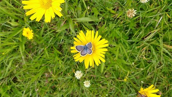 Ein Bläuling erfreut sich an der sich ihm bietenden Flora.