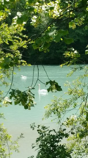 Schwanenidylle auf dem Lech kurz hinter Füssen.