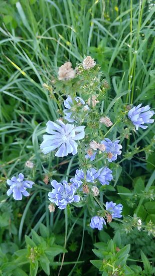 Erste früh-vormittägliche Wildblüten am Wegesrand kurz oberhalb von Epfach.