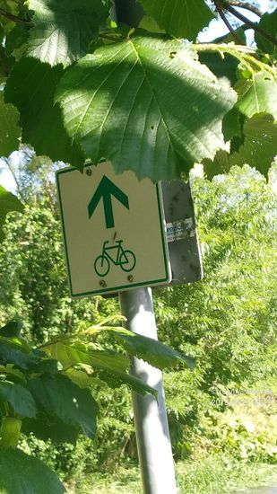 Aber nach Abknicken des entscheidenden Strauchzweiges ist sowohl aus der Nähe,...