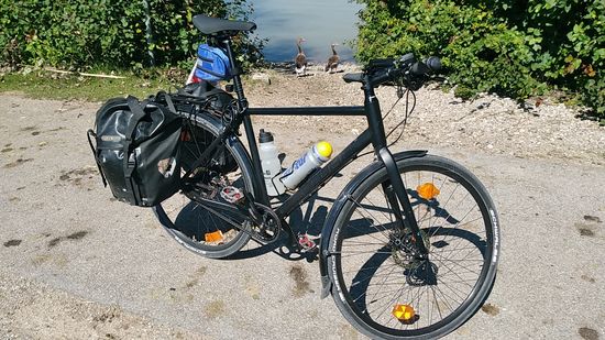 Im Hintergrund ein Gänsepärchen auf Vorsichtsabstand.