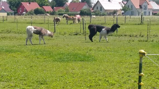 Alpaka-Duo bei Scheuring.