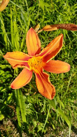 Lilienpracht am Lech